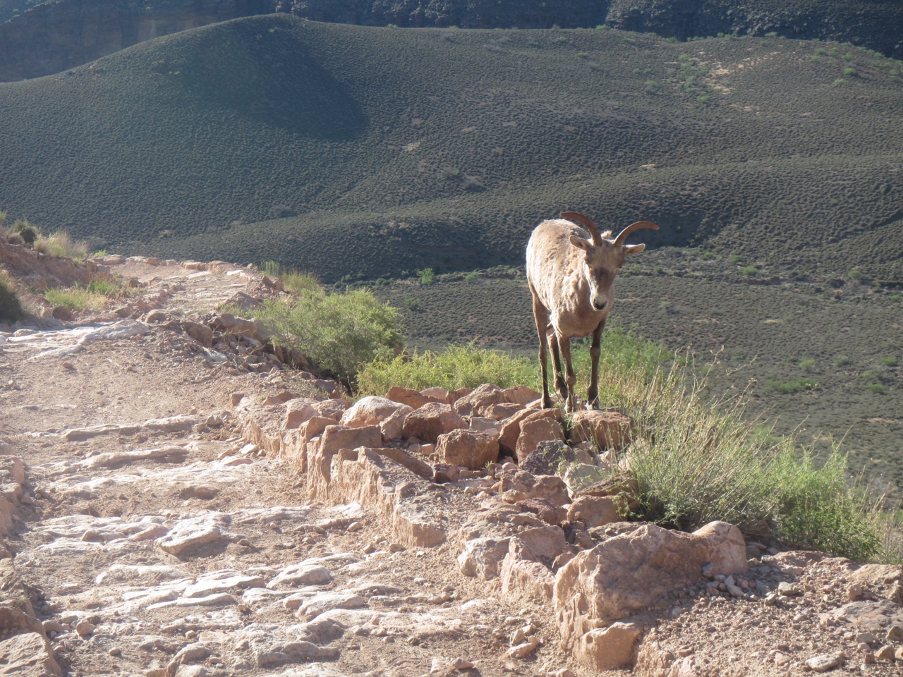 BighornSheep